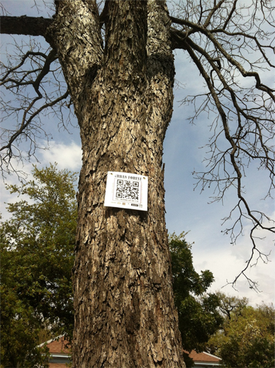 QR code in a tree